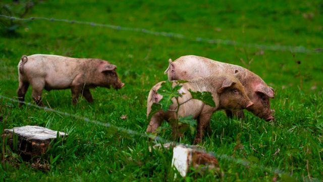 sistema de crianza cerdo iberico